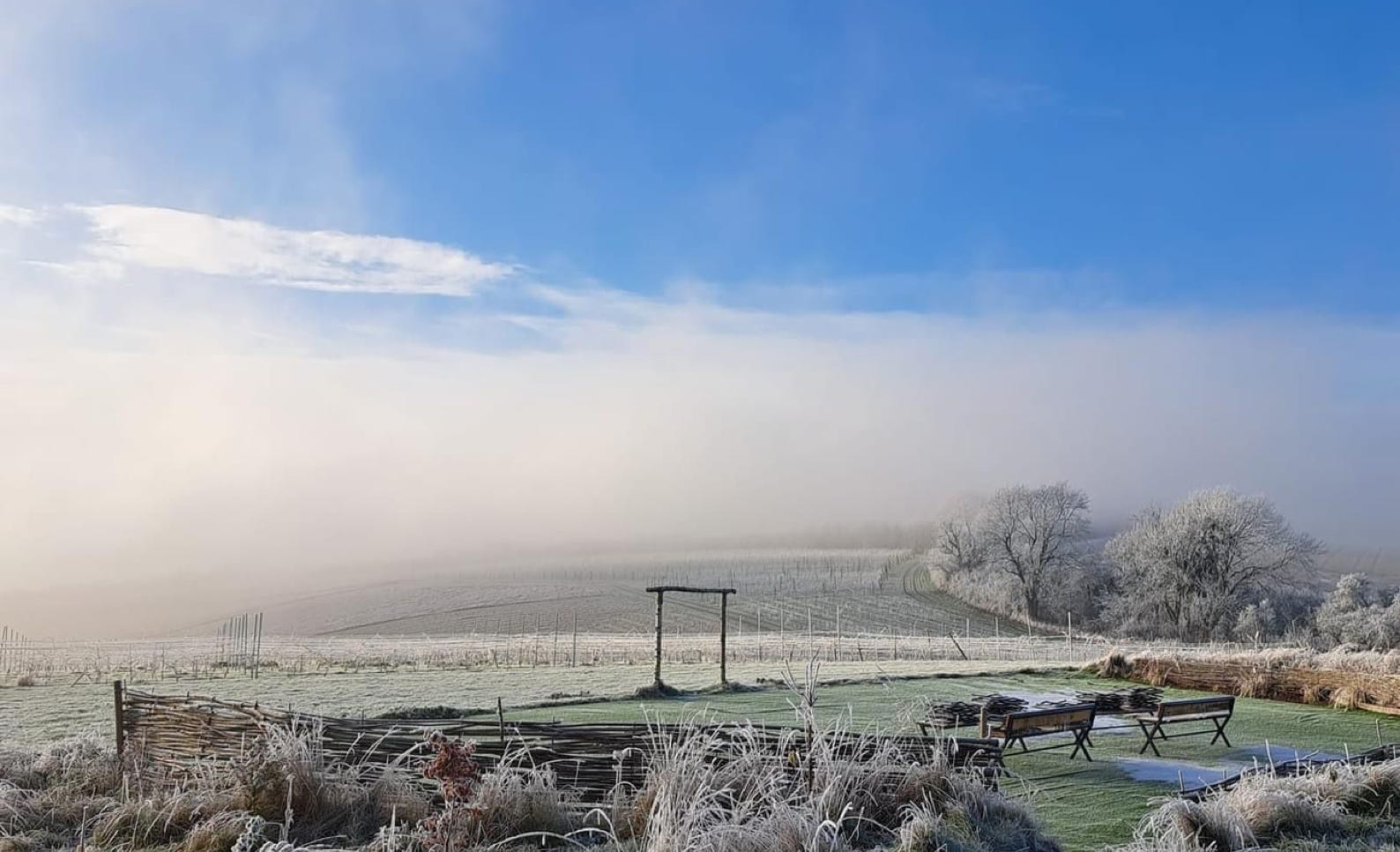 Winter photo of frozen vines at Little Wold Vineyard