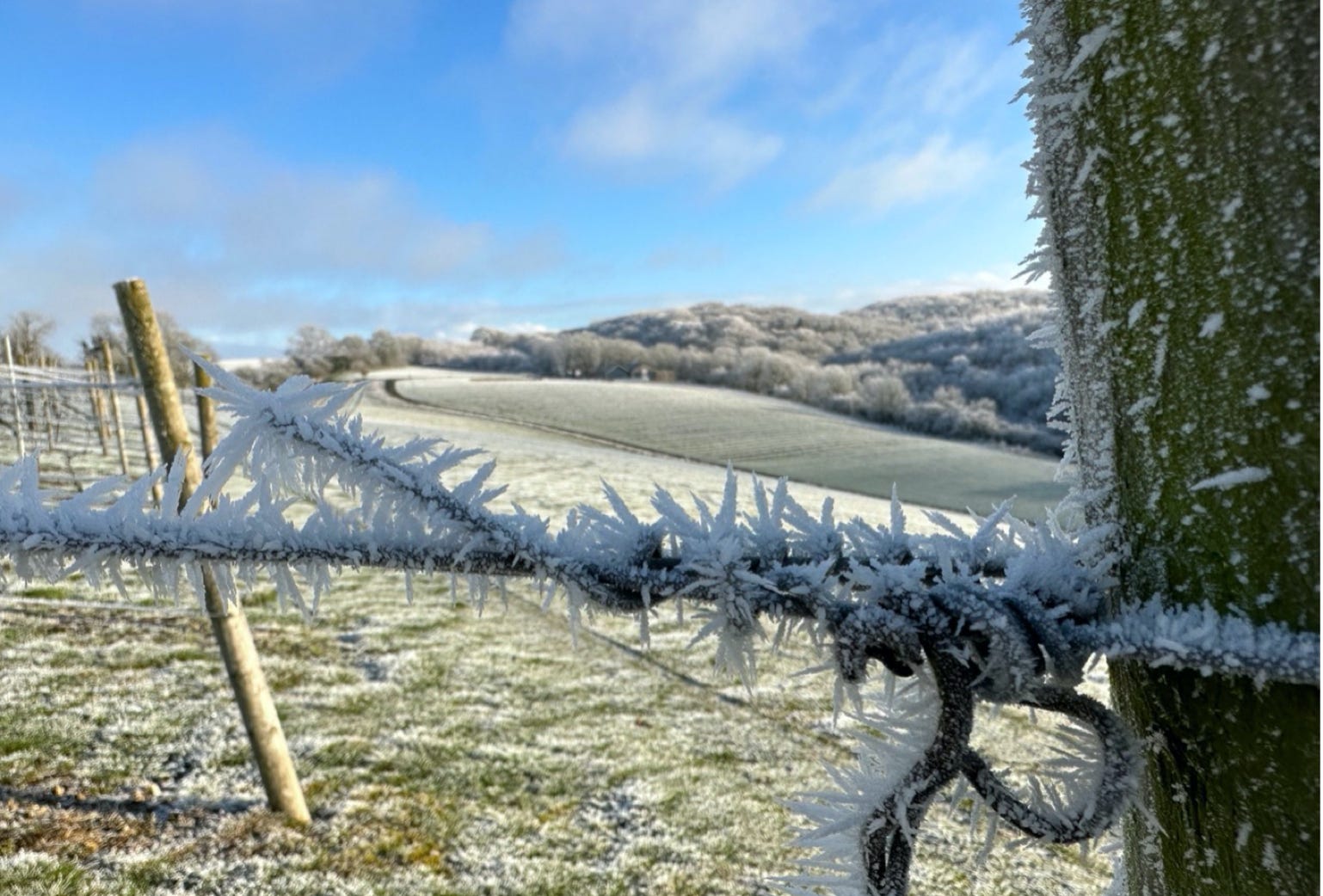Vines covered in frost
