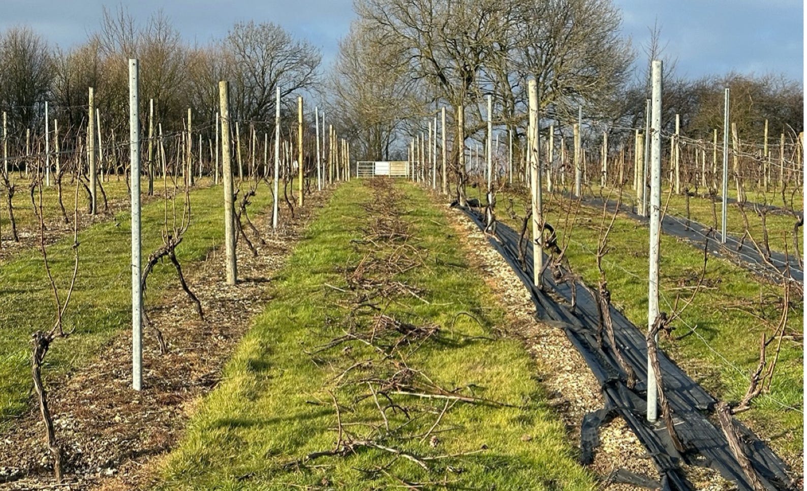 Vines after winter pruning at Little Wold Vineyard